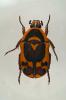 Pachnoda discolor kolbei